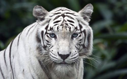 http://animals.3dn.ru/_ph/2/2/678280949.jpg